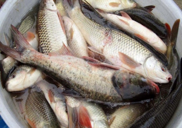झापामा जिउँदो माछा बिक्री केन्द्र सञ्चालनमा