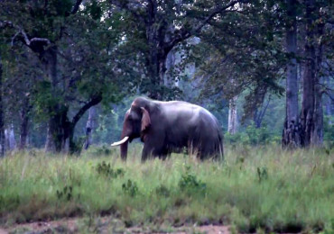 गर्मी छल्न ३ वर्षिय छोरीसँग आँगनमा सुतेकी थिइन् चन्द्रा, हात्तीले कुल्चेर लियो दुबैकाे ज्यान