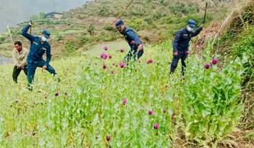 रुकुमपूर्वमा करिब ८० रोपनी क्षेत्रफलमा लगाइएको अफिम खेती प्रहरीले नष्ट गर्‍यो