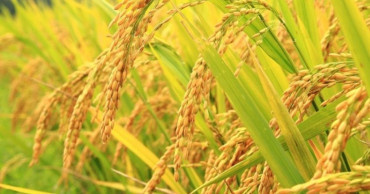 धानखेतीमा रोग फैलिएपछि बाँकेका किसानमा चिन्ता