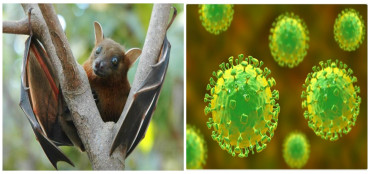 भारतमा निपाह भाइरस देखिएपछि नेपालमा सतर्कता अपनाउन निर्देशन