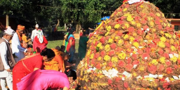 आज गोवर्द्धन पूजा, गोरु, बलि र हली पूजा गरिँदै