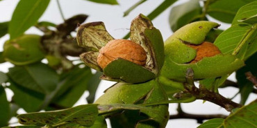 ओखरखेतीमा जुम्लाका किसान आकर्षित