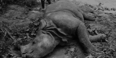 चितवनको अमलटारीमा गैँडा मृत फेला