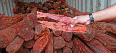 किन सड्ने अवस्थामा पुग्यो अर्बाैं मूल्य बराबरको ४० हजार किलो रक्तचन्दन ? 