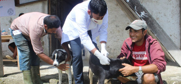 रेड पान्डाको संरक्षण गर्न कुकुरको बन्ध्याकरण !