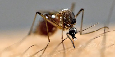 विभिन्न कार्यक्रम गरि आज विश्व औलो दिवस मनाइँदै