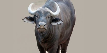 गुल्मीमा राँगाको तथ्याङ्क सङ्कलन गरिँदै