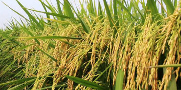 सुदूरपश्चिममा रैथाने धानको अनुसन्धान गरिँदै