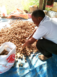 जंगली हात्ती र छाडा पशु चौपायाको डरले आलुखेती