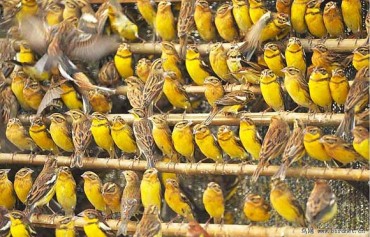 विश्वकै दुर्लभ तथा सङ्कटापन्न मानिएको बगाले बगेडी चरा शुक्लाफाँटामा देखियो