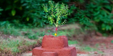 आज हरिबोधनी एकादशी, तुलसीको विवाह गरी मनाइँदै