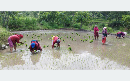 देशभर झण्डै ७० प्रतिशत धान रोपाइँ सम्पन्न