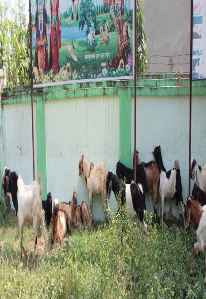 कैलालीका खसी बोकाको माग पोखरा र काठमाडौँमा