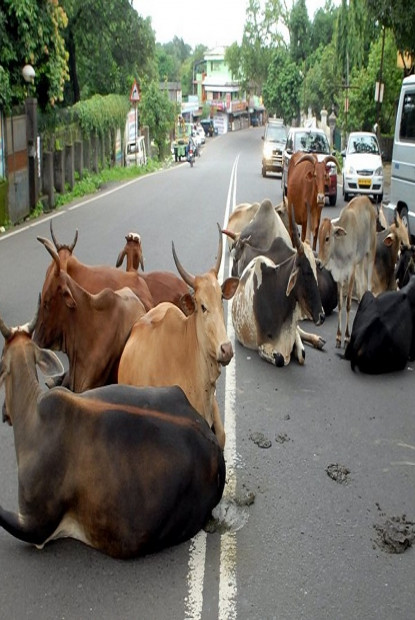 गौहत्या अभियोगमा एक पक्राउ, नौ फरार