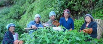 अन्नपछि सिस्नोखेतीतिर