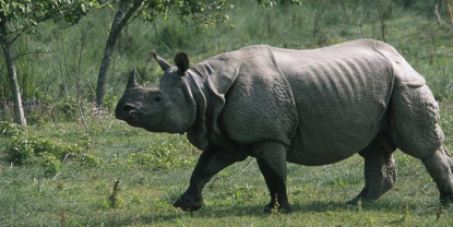 बाढीले बगाएको तीन वर्षपछि उद्धार