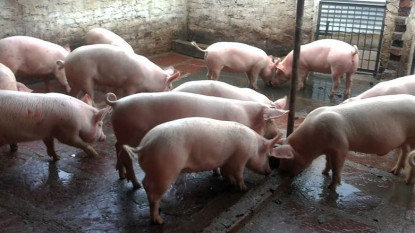 अफ्रिकन स्वाइन फिभरका कारण चितवनमा ३ फार्मका बंगुर मरे