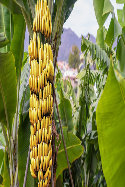 बिचौलियाको मारमा केरा किसान