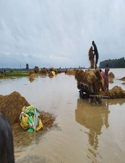 ८ अर्ब २६ करोड ८० लाख मूल्यको धानबालीमा क्षति