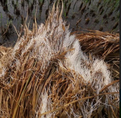 काटेर सुकाउन राखेको धान खेतमै उम्रियो