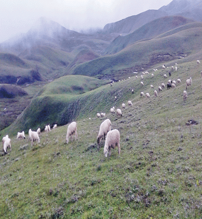 गोठालालाई भत्ता