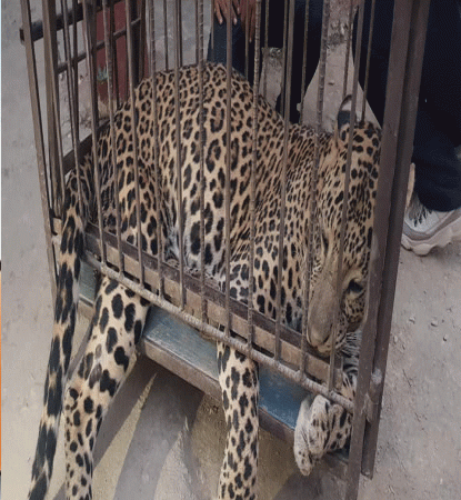 पासोमा परेको चितुवाको उद्धार