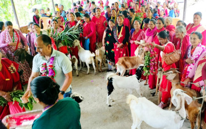 महिलालाई आत्मनिर्भर बनाउन पालिकाले दियो बाख्रा उपहार
