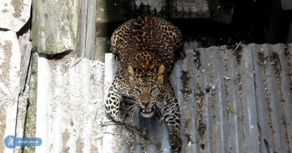 आधारातमा घरमा छिर्यो चितुवा, युवाले आत्मरक्षाका लागि उठाए यस्तो कदम