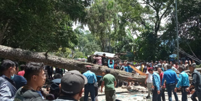 भक्तपुरमा रुखले बस र स्कुटरलाई किच्दा ३ को मृत्यु, १२ घाइते