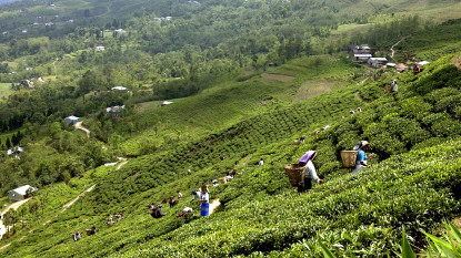 प्रदेश नं १ लाई चिया विशेष क्षेत्र घोषणा गर्न माग