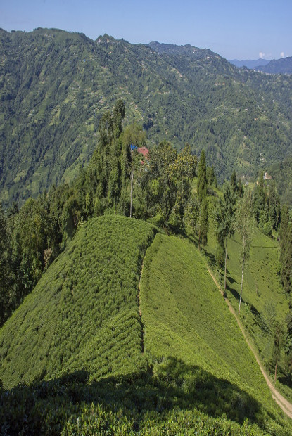 उत्पादनमा इलाम सबैभन्दा उत्कृष्ट