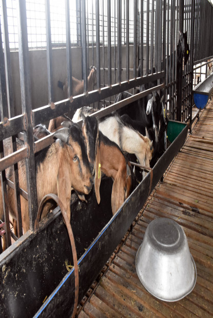 बाख्रा फार्म सञ्चालनपछि गाउँमा नै रोजगारी
