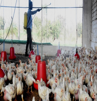 वीरगन्जमा पनि देखियो बर्डफ्लू