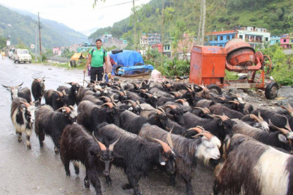 खाद्यले तोक्यो खसीबोकाको बिक्री मूल्य