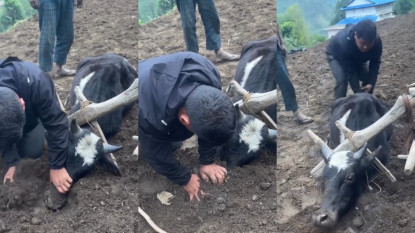 गोरुलाई यातना दिएर भिडियो बनाउने प्युठानका थापामगर पक्राउ
