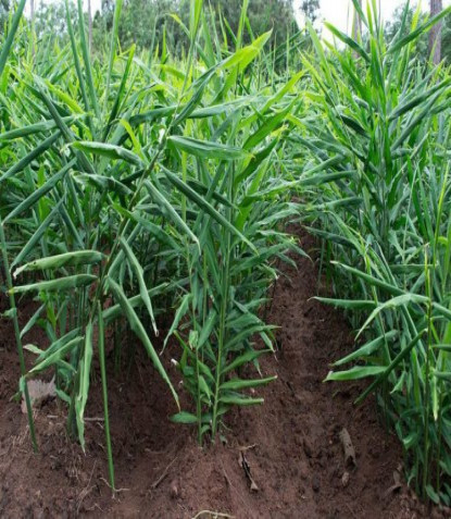 विद्यालय चलाउन अदुवाखेती