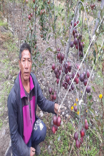 मनाङमा स्याउ टिप्न चटारो