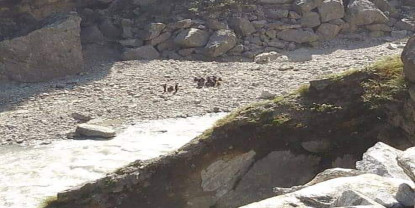 दार्चुलामा भारतीय विष्फोटले नेपाली बालकको मृत्यु