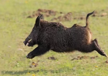 दैलेखमा बँदेलको आक्रमणमा परि एक जना घाइते