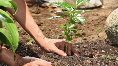 आज चुरे दिवस : एक लाख बोटबिरुवा रोपिँदै