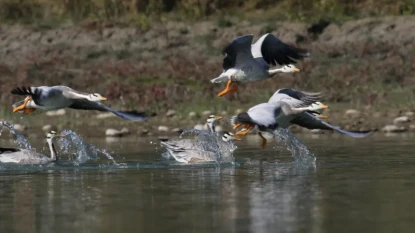 नेपालमा जलपन्छीको संख्यामा ठूलो गिरावट