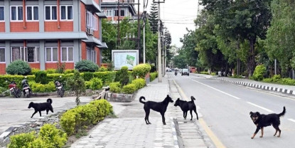 सिंहदरबारमै कुकुर व्यवस्थापनमा समस्या