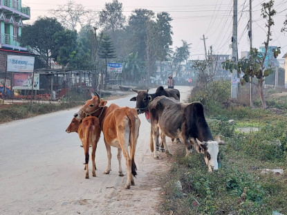 छाडा चौपाया व्यवस्थापन भएपछि किसान खुसी