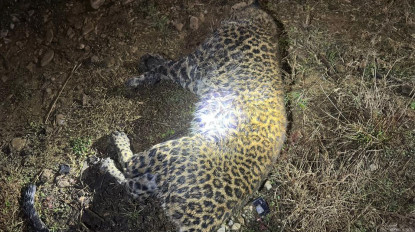 ललितपुरमा चितुवाको आक्रमण, स्थानीयले चितुवा मारेर व्यक्ति बचाए