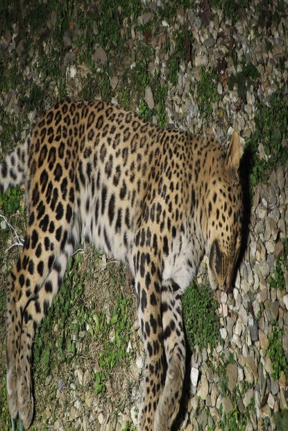 चितुवा मृत फेला