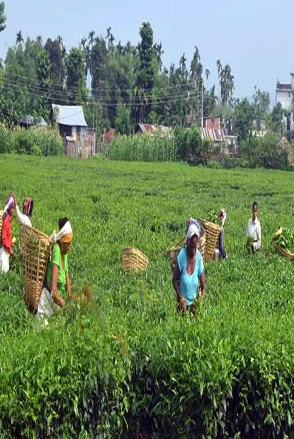 चियाको अध्ययन तथा परीक्षण केन्द्र शिलान्यास