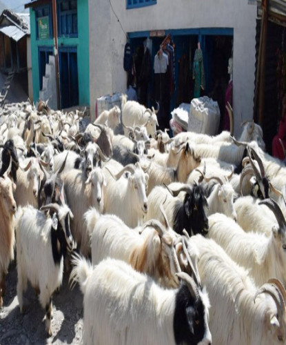 च्याङग्रा बेचेर मुस्ताङमा पैतिस करोड भित्रियो