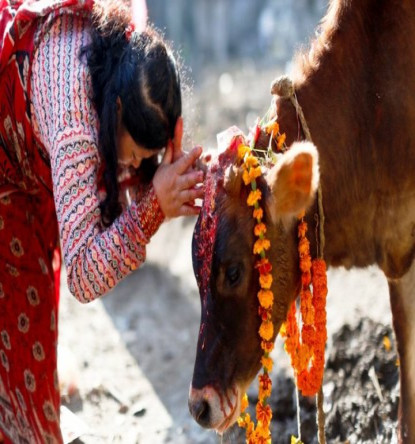 आज यमपञ्चकको चौँथो दिन : गाई, गोरु, गोवद्र्धन र हलिको पूजा गरिँदै