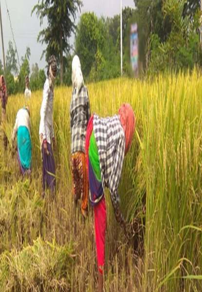 सुदूरपश्चिमका किसानलाई खेतबारीमै दशैं